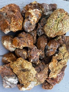 Bulk fossilized cora1 $10 lb cleaned raw unique collection washington state  - Picture 1 of 7