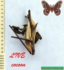 Cecropia moth (Saturniidae, Hyalophora cecropia) - LIVE COCOON in DIAPAUSE