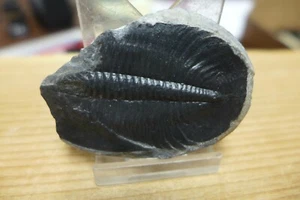 GEOLOGICAL ENTERPRISES Upper Cambrian Trilobite  Pterocephalia norfordi Canada - Picture 1 of 5