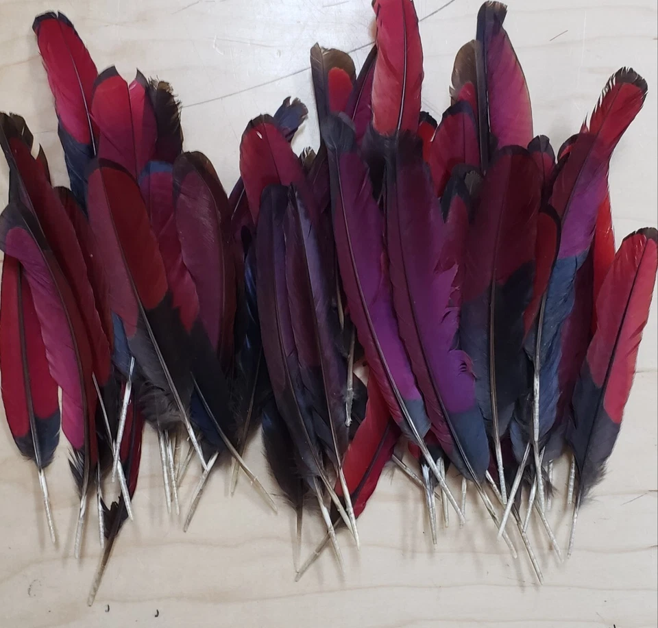 Pluma de Aluko / African Red Turaco Bird IFA Babalawo Santeria Palo Monte