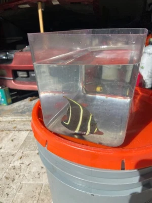 Pez ángel francés (Pomacanthus paru), capturado en red, tamaño SM/Mediano, WYSIWYG, envío gratuito Foto 1 de 4