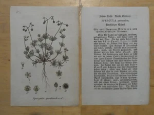 Orig.(ca. 1800) Kupferstich Fünffädiger Spark Spergula pentandra - Bild 1 von 1