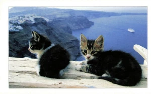Vintage Beautiful Two Kitten Cats In Mountain Near Sea Printed Unused Postcard - Picture 1 of 2