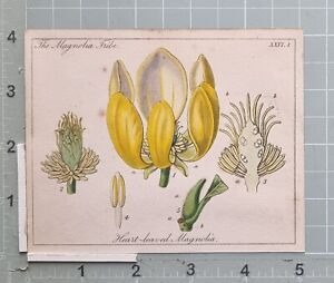 1834 Botanische Aufdruck Hand Farbig Herz Leaved Magnolia