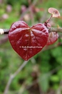 Red Heart Leaf Redbud Cercis Photo Mounted Print A4/A3 poster A5 Greetings Cards - Picture 1 of 13