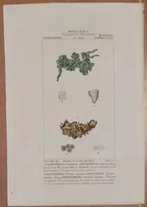 TURPIN CLAVATELLA VERDISSIMA VIRIDISSIMA NOSTOC MARINA CHAETOPHORA MARINA 1831 - Foto 1 di 1