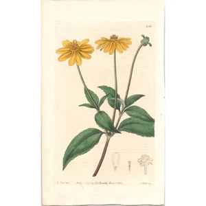 Original 1822 James Ridgway BOTANICAL Hand-Colored Copper Engraving #610 - Picture 1 of 1