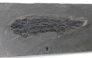 Fisch, Osteolepis macrolepidotus, Devon, Old Red Sandstone, Orkney, UK -x551 - Bild 1 von 5