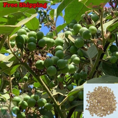 Pea Eggplant, Brush Eggplant, Turkey Berry, Thai Pea Eggplant Seeds - Image 1 of 2