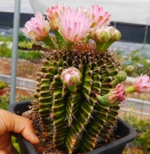 Rara Planta Suculenta Viva Gymnocalycium mihanovichii WYSIWYG Propia Raíz Boutique - Imagen 1 de 1