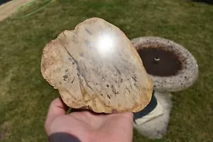 FOSSILIZED WOOD FROM WESTERN AUSTRALIA SPLIT AND POLISHED - Picture 1 of 5