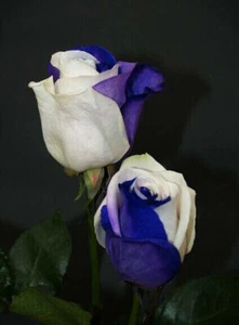 50 Samen WEISSE UND BLAUE ROSE + GRATIS - Bild 1 von 1
