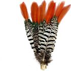 4-6Inch Spotted Feathers Natural Pheasant Tails Feather  Diy Craft