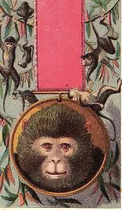 1880s Woolson Spice Co Lion Coffee Card Monkey Portrait Monkeys Trees All Over - Picture 1 of 4