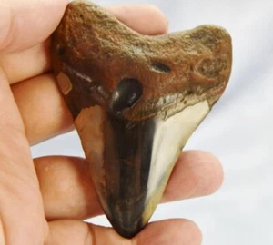 Megalodon Shark Teeth XLG Real FOSSIL 5 - 24 million year old 92mm 3.5" 616cc - Picture 1 of 10
