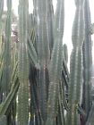 2 X Cereus Peruvianus .sp Column Cactus Beautiful Flowers 30cm Thick Cuttings