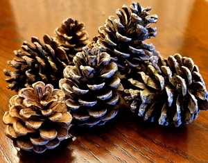 Tannenzapfen rot 25 50 100 Zapfen Kunst WI gewachsen Weihnachten Deko Kranz Urlaub - Bild 1 von 2