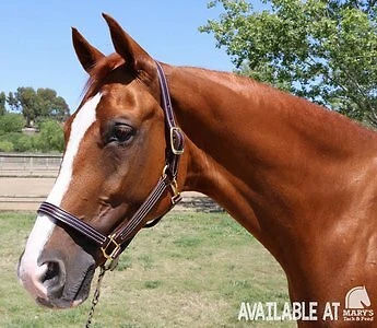 Halter de cuero británico Mary's con herrajes de latón macizo Foto 1 de 4
