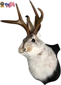 Jackalope Mount Jackalope Taxidermy Animal Head Wall Decor Deer Head Wall Mou - Picture 1 of 12
