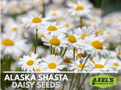 Alaska Shasta Daisy Heirloom Non-GMO Seeds - Image 1 of 4