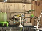 Karrussell Papuga falista Papugi Akcesoria dla ptaków Zabawka dla ptaków Plac zabaw