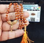 1 perle Java Mukhi Rudraksh / One Face Rudraksh taille 10-12 MM + Mala ~ Certifié