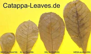 100 Gramm ca.20-100 feuilles d'amandes de mer ca.10-40cm - choisissez même en - Picture 1 of 5