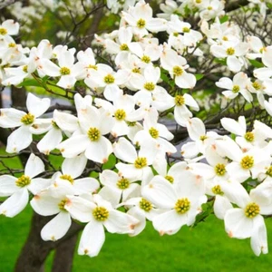 Pack 5 White Flowering Dogwood Trees - Bare Roots 12-24" Tall Seedlings - Picture 1 of 9
