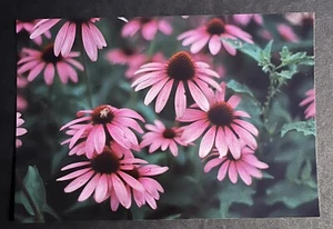 FOTO VINTAGE ENCONTRADA Hermosas Bonitas Flores Florales En Un Retrato - Imagen 1 de 3