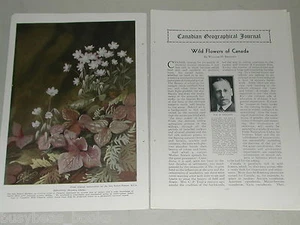 1932 Canadian article about Wild Flowers of Canada - Bild 1 von 8