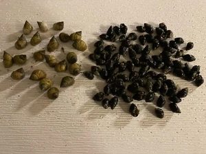 30 Periwikle And 100 Nassarius Saltwater Snails Live Fish Tank Aquarium - Picture 1 of 4