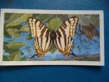Great Britain Brooke Bond original 1964 teacard "Butterflies of the World" No.4