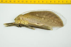 GIANT MALAYSIAN KATYDID - Macrolyristes corporalis ssp ? (F) - MALAYSIA - 9880 - Picture 1 of 1