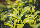 Teaspire Beli Flower Herbal Tea Organic Dried 100% Natural Quality Srilanka