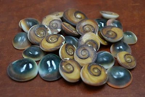 50 PCS RED CAT EYE OPERCULUM SEA SHELL BEACH 1/2" - 1" - Picture 1 of 1