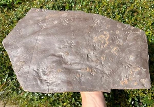 RARE Fossil Permian Amphibian Footprints Tracks France 16” Anthichnium - Picture 1 of 12