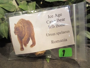 Ice Age Cave Bear Fingerb Rib Bone from Romania - Picture 1 of 9