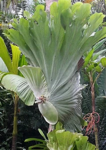 Staghorn Fern spore Platycerium Wandae 3000 - 4000 spore + FREE CERTIFICATE - Picture 1 of 5