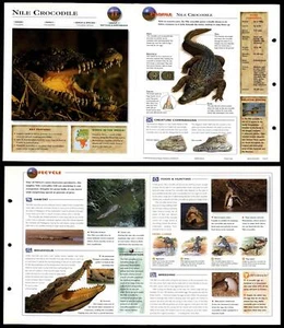 Nile Crocodile #11 Reptiles - Wildlife Explorer Fold-Out Card - Picture 1 of 1