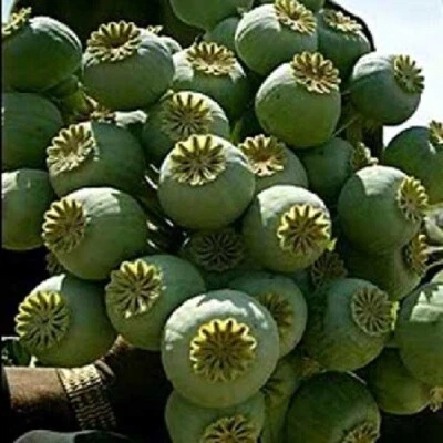 5,000 World's Largest Giganteum Giant Rattle Poppy Seeds Ready For Planting - Image 1 of 4