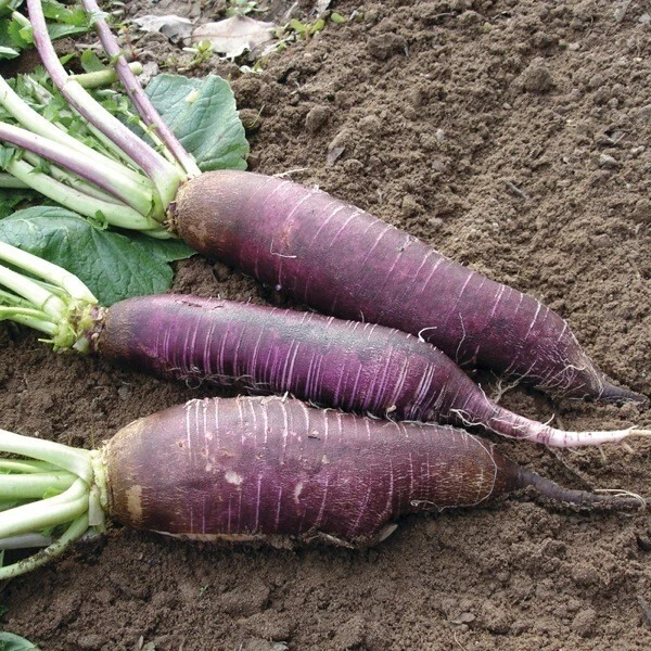 Lot De 100 Graines De Radis Violet De  Gournay Semences Graines Seed - Photo 1/1