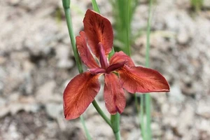 Live Red Iris Fulva Aquatic Marginal Pond Plant - Buy 2 Get 1 Free - Picture 1 of 2