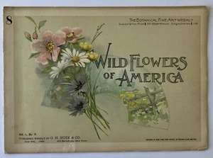 Wild Flowers of America July 3, 1894 Vol 8 - Picture 1 of 1