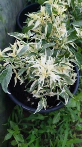 Chile de hoja blanca púrpura cacho - 5+ semillas - semillas - semillas - ch 235 - Imagen 1 de 2