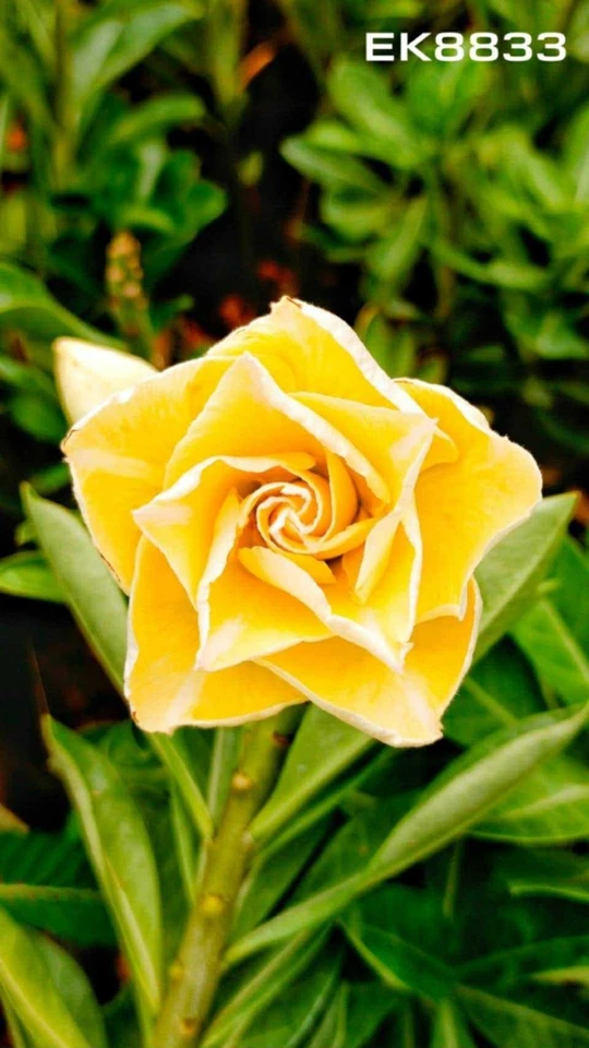 Adenium Obesum greffer 8833 - Image 1 of 1