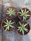 Agave Sun King victoriae-reginae var Golden color Rare and beautiful 5-8cm