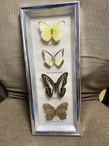 Schmetterlinge. Selten - Bild 1 von 5