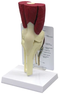 Knee Hip Shoulder Elbow Muscled Joint GPI Anatomical Model Set of 4 LFA #4016 - Picture 1 of 11