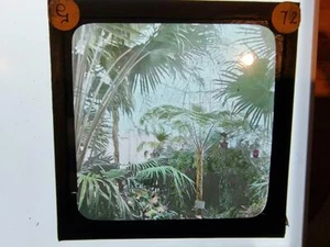 Magic Lantern Slide Late 1800's early 1900's Botanic Gardens - Picture 1 of 1