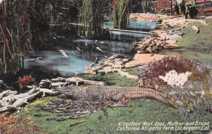 California Alligator Farm Mutter Nest Eier Brut Vintage - Bild 1 von 2
